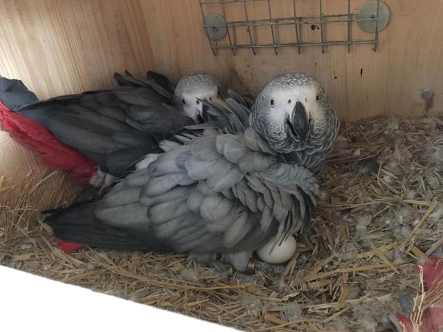 非洲灰鹦鹉繁殖难？仅需要满足这三个条件，家里小灰鹦鹉越来越多