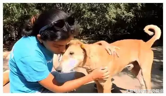 流浪狗耳朵烂出一个糟糕状态，有人不嫌弃它，给它一段奇迹！