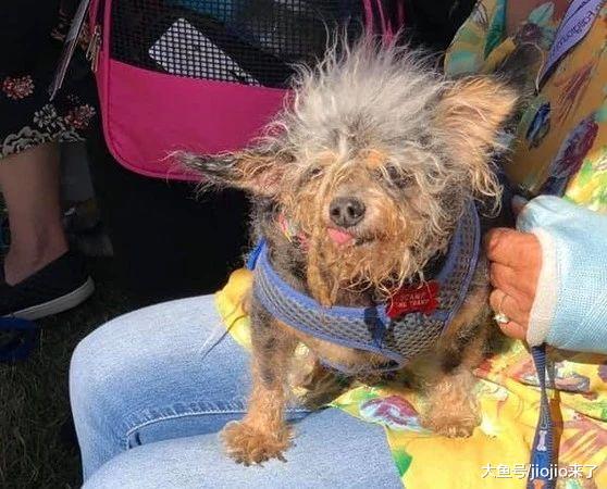 2019世界最丑狗冠军出炉，身世悲惨一度无人领养差点安乐死