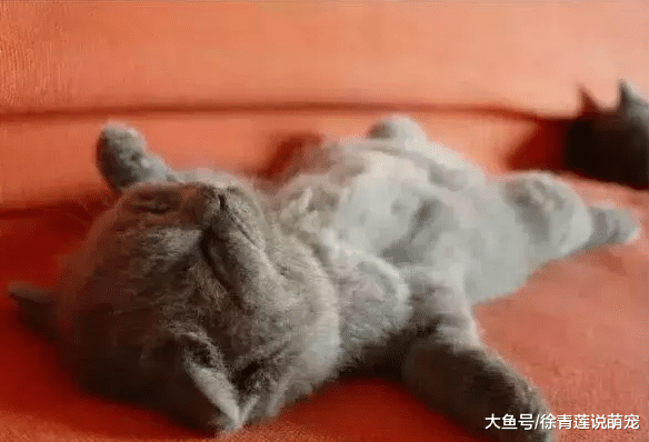 你知道猫咪害怕什么吗？这些雷区可千万不要去踩！