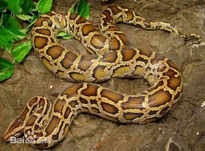 动物世界：盘点世界最大的十种蟒蛇