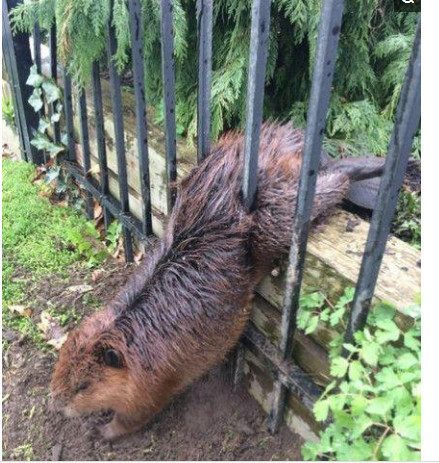 后院传来凄惨的叫声，男子过去查看立马报警！