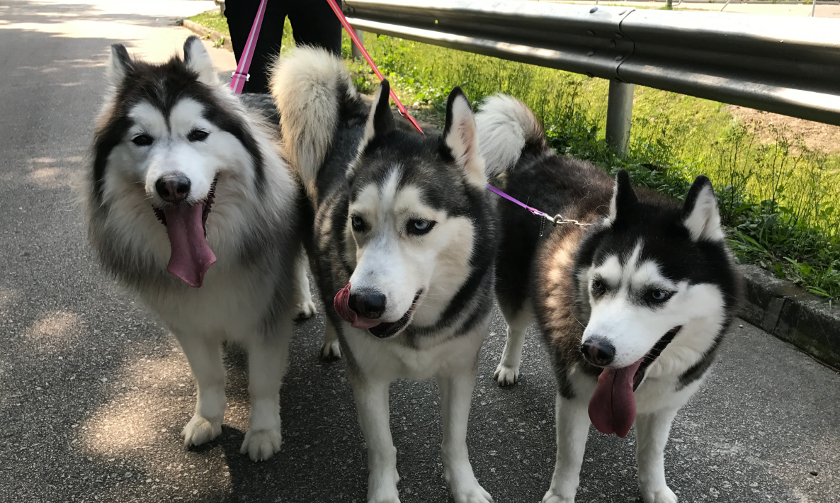 尿液为宠物带来的麻烦