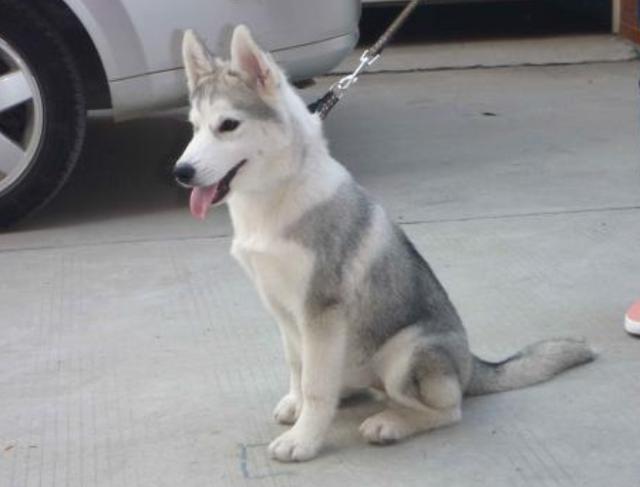 饲养幼犬的“5大忌”，特别是新手，学会了能让你少走很多弯路