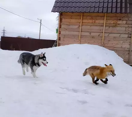 网友领回只狐狸，结果家里二哈就变得不正常了...