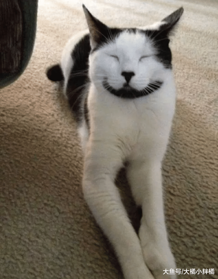 猫咪天生自带“笑容”，前主人去世后，它又回家治愈了另一位老人