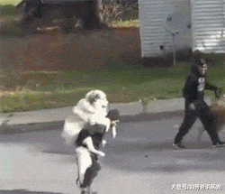 来自二哈的轻蔑，这表情略萌