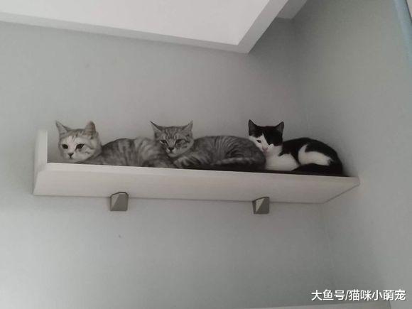 这些猫咪都是什么品种? 你能鉴别出几个?