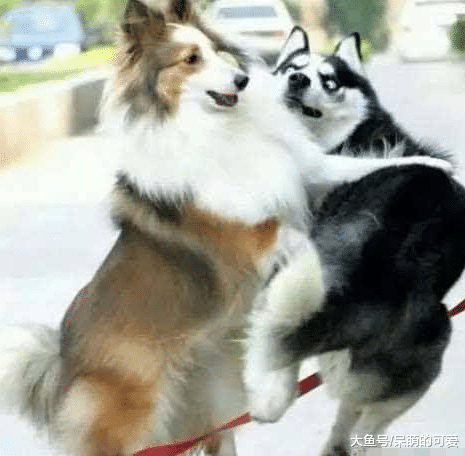 二哈打架到底能打过谁? 数来数去, 最后真的是尴尬了!