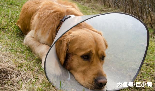 狗狗身上的湿疹该如何解决，这个常见的皮肤病，困扰着众多主人