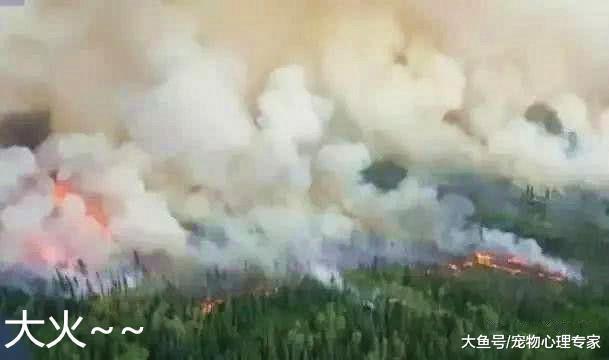 森林失火，夫妻不得不放棄近90頭羊，而牧羊犬的舉動卻令人欽佩