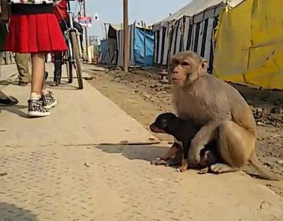 大街上猴子抱着狗狗死活不松开，知道真相备受感动