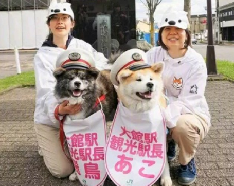 宠物咖啡店等火爆的背后, 是猫咪和狗子们积蓄已久的精神压力...