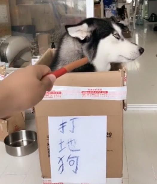 哈士奇被主人做成“打地鼠”, 看见火腿肠怒吼: 再打我就报警了!