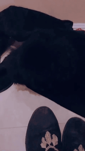 不要养纯色的狗，它们喜欢和你捉迷藏，狗狗在家你都会弄“丢”