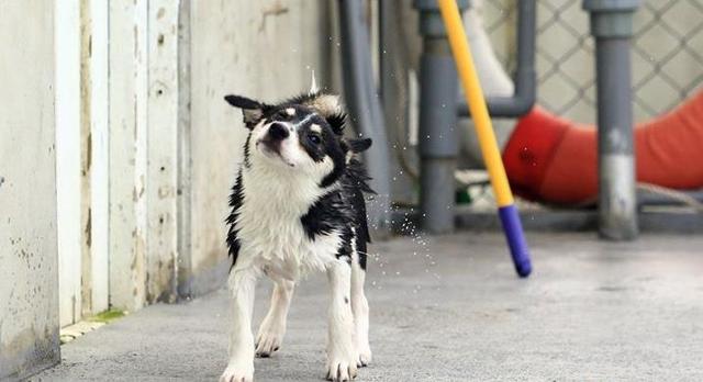 黑柴完美伪装成哈士奇，拥有超低几率的毛色，不仅长得像还一样傻