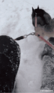 有些主人出门遛狗是这样的，隔着屏幕都觉得疼！