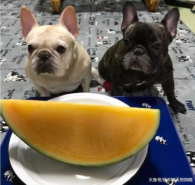 謹記：這5種食物法國斗牛犬不能吃，你有在喂嗎？