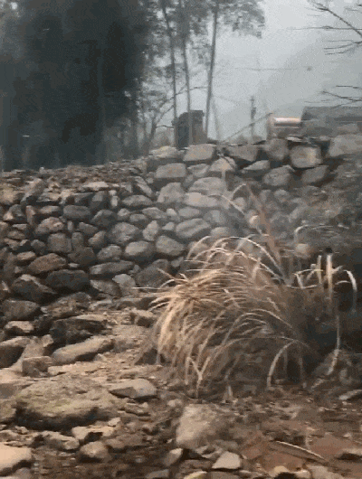 主人在河边烤串，大黄狗站在桥上张望，狗：啥好东西这么香……