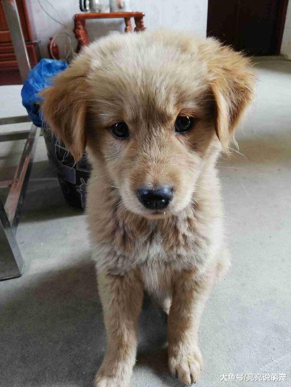 金毛长得不好看？那是因为没有加滤镜，拍照必须P图