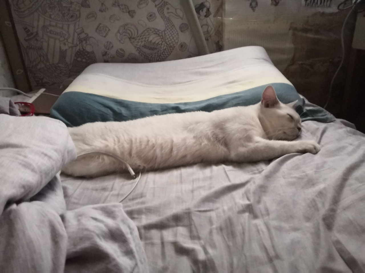 男子外出回家后，没看到猫咪，推开门后尴尬了