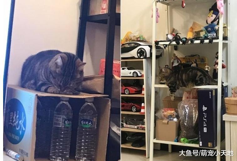 4瓶水稳撑4KG，猫咪折手手征收纸箱，主人好渴抖玩叠叠乐