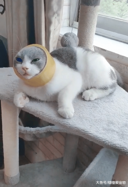 高颜值猫咪爆红网络，一双蓝绿“鸳鸯眼”，网友：偷猫犯法不？