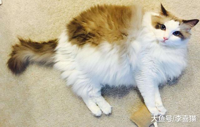 养猫需彻底远离蚊香，只因菊酯会伤害爱猫，巧用三点技巧也能驱蚊