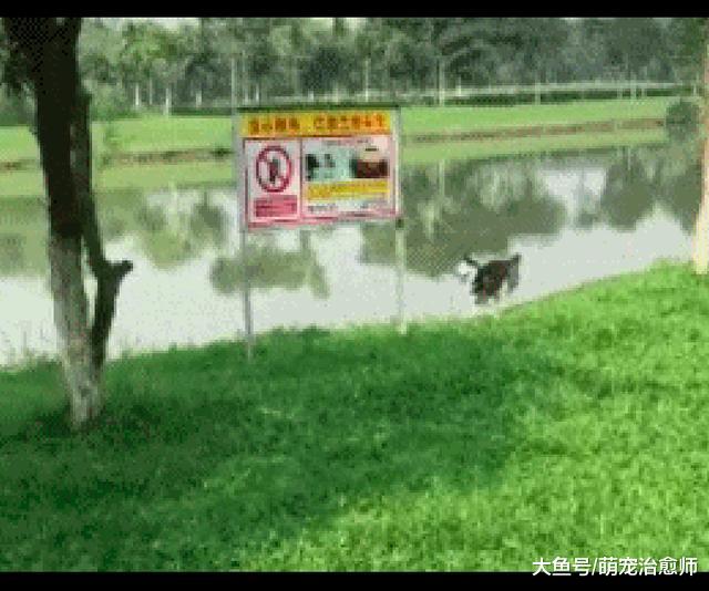 网友带哈士奇去跑步，没想到它脚下一滑掉进河里，还能再蠢点吗？