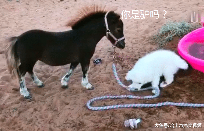 金毛“捡”了匹小马，结果非拉着它去洗澡，带你去洗香香了