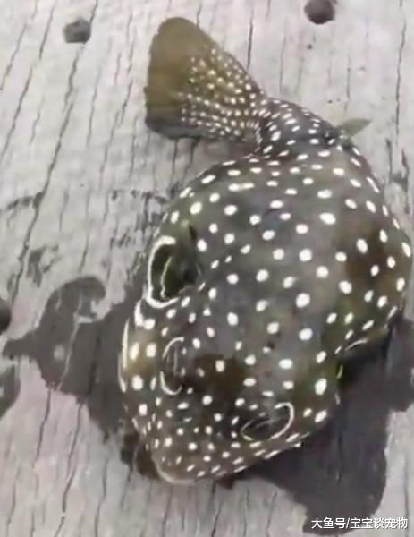男子钓到一条浑身斑点的鱼，好奇的碰了一下，差点因此没命了