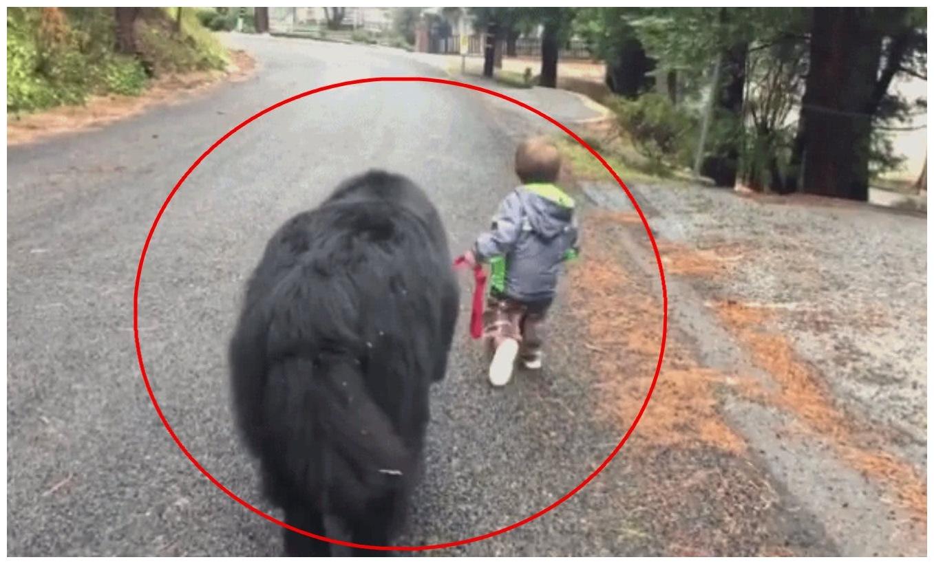 丁点大的小孩, 去公路上遛狗, 双方的默契让家长暖哭