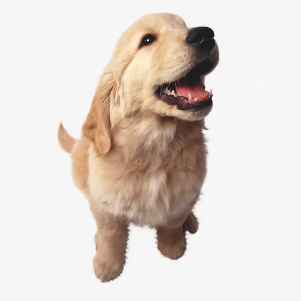 狗狗深爱着主人的5大表现，你家狗狗中了几种