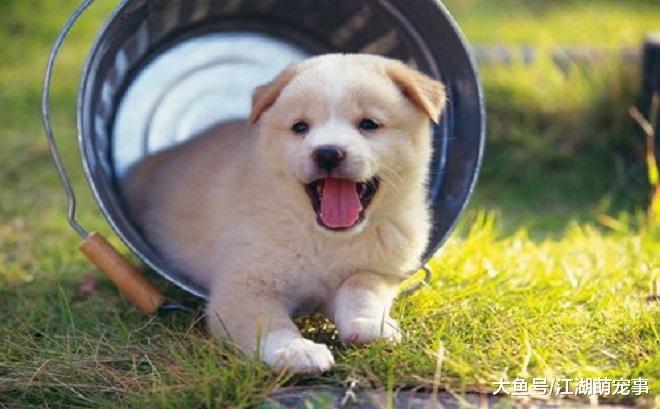 如果第一次养狗，一定以后注意这几个问题