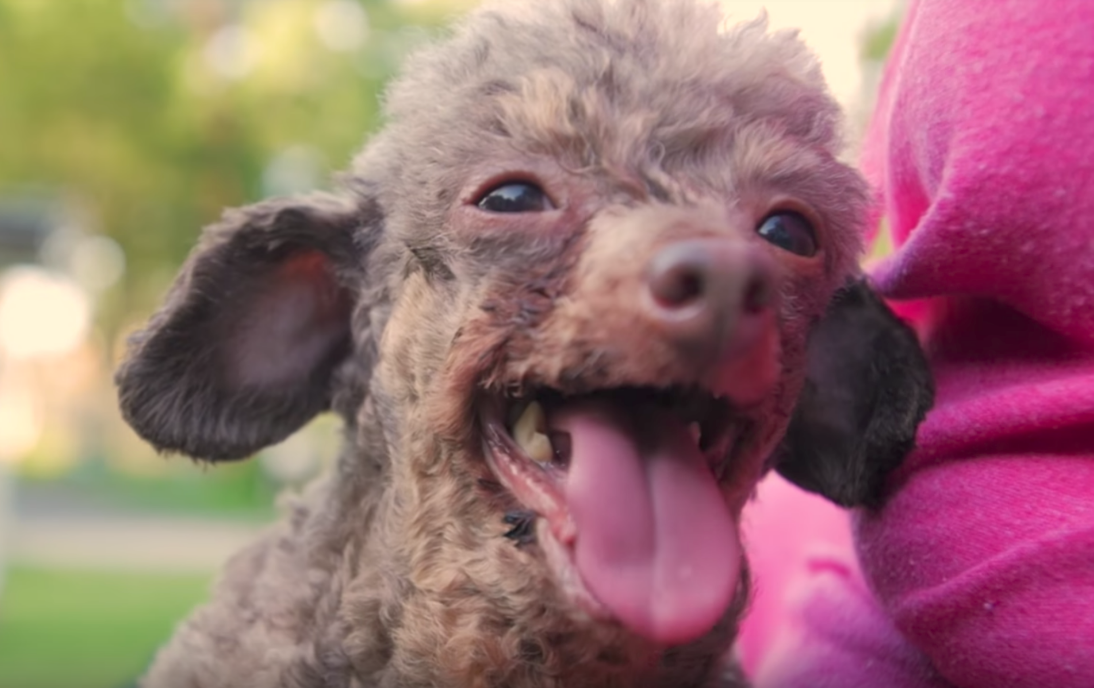 狗狗一出生就生活在黑暗笼子里，在被救出后，它直勾勾的盯着太阳