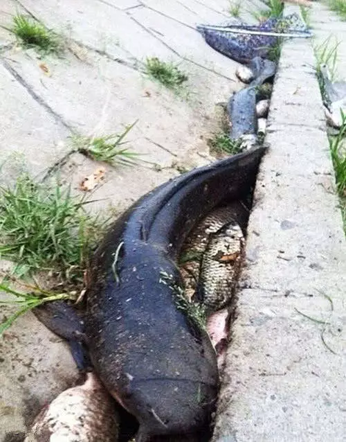高铁过境致鱼群触电？鱼群疯狂跳上岸，钓友捡鱼
