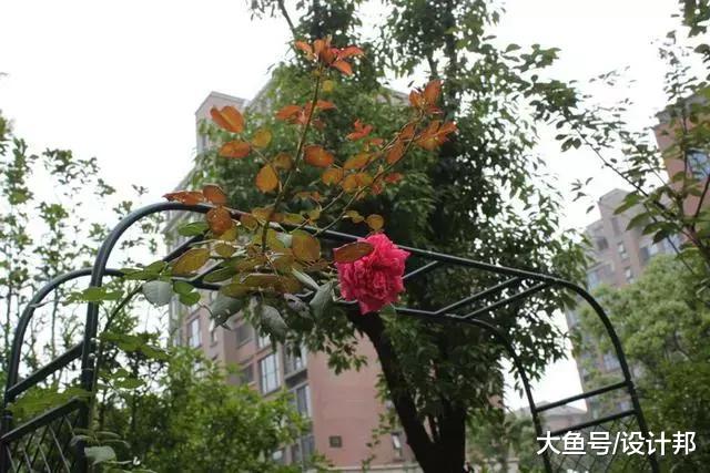 当初买一楼被骂脑子进水，我亮出阳台花园后他们都闭嘴了！