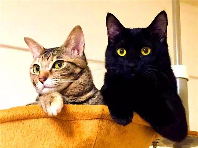 幼猫初到新家时弱小无助，可半年后成功逆袭，凭借体重压制大猫！