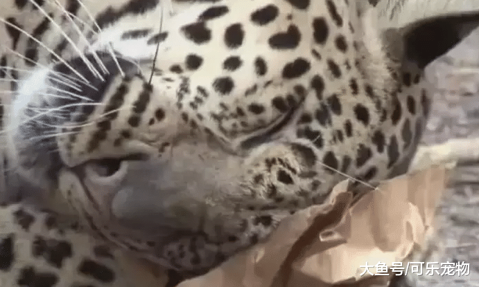 饲养员给老虎豹子吸猫薄荷，场面十分搞笑，真是撒娇打滚的大猫咪