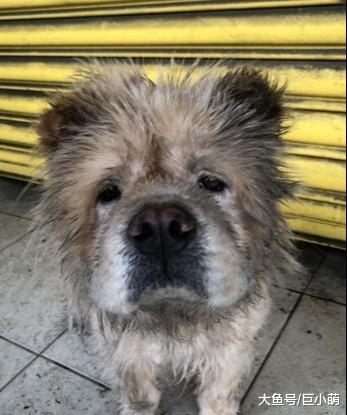 狗狗在门前躲雨，把脸贴门上不敢看人，吃完还是一脸不开心