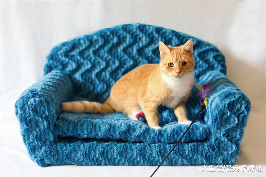 猫咪不爱玩，责任在主人，猫：心思不在本喵身上，谁要和你玩！