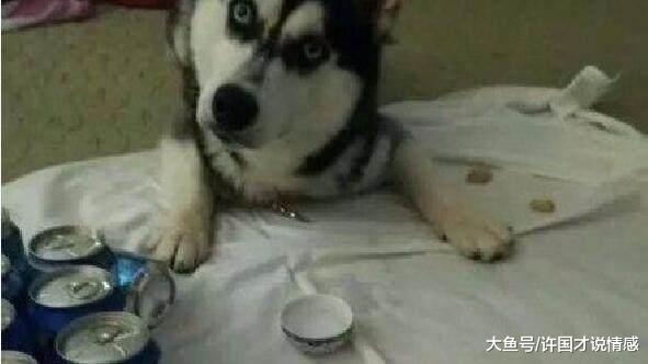 主人喝醉醒来，家被二哈拆的不像样了，看见狗旁边的酒瓶瞬间明白