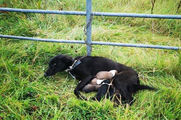 黑色母狗疑被恶意遗弃，铁链缠身瑟瑟发抖，怀里还有数只小奶狗