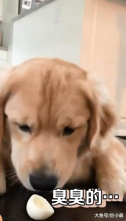 挑食到走红的金毛犬，唯爱蛋黄，对着蛋白气呼呼地龇牙咧嘴