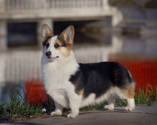 盘点18种小型犬智商排名，看看你家的狗狗排第几