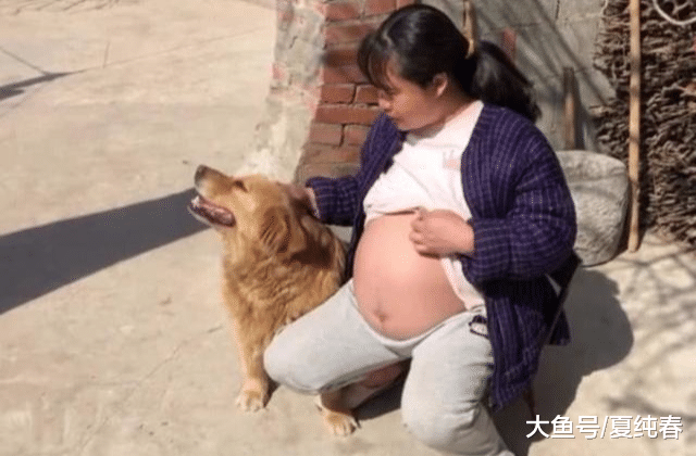 女子即将产子，当她对着金毛露出大肚子后，金毛的做法让人吃惊