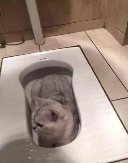 终于明白为啥每次亲喵星人都感觉有一股骚味，隔夜饭要吐出来了！