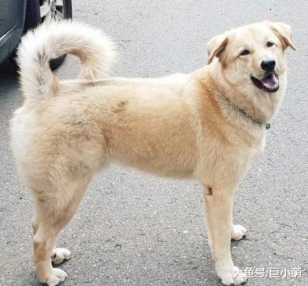 妈妈每天半夜偷偷跑出去，被爸爸以为有外遇，结果是跑去喂流浪狗