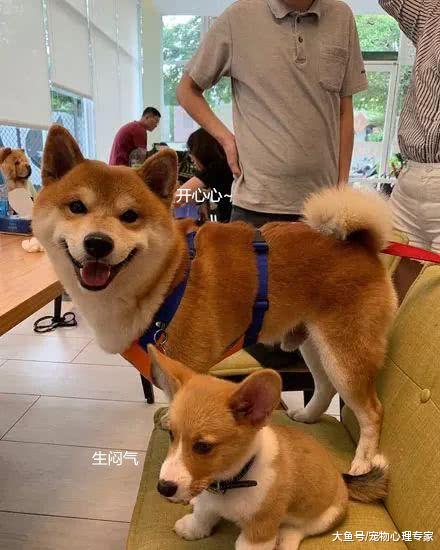 一听到要拍照柴犬就凑了过来，而一旁的柯基却不高兴了：嘚瑟啥？