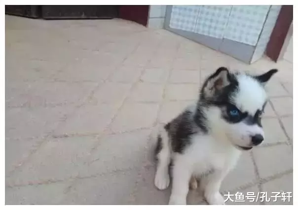 买了一只小小年纪就秃顶的二哈，邻居才看一眼，就说我赚到了